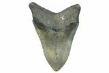 Serrated, Fossil Megalodon Tooth - North Carolina #275281-2